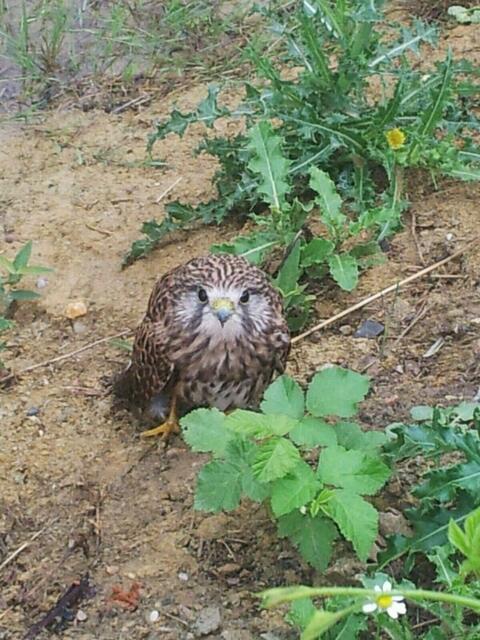 Das war Janinas 1. Fund vor ca. 6 Wochen