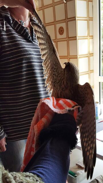 Mit dem linken Flügel scheint etwas nicht in Ordnung zu sein