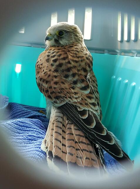 Was für ein schönes Tier