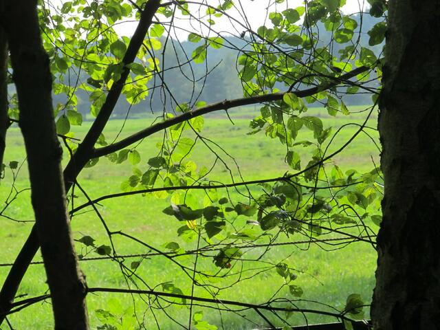 Am Bissendorfer Moor