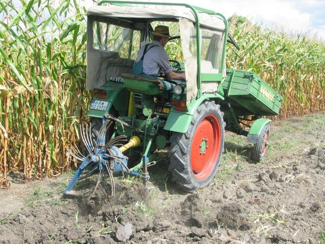 Martin Koch von den Ellgauer Bulldogfreunden rodert mit seinem Fendt die Bodenbirne aus den Beeten.