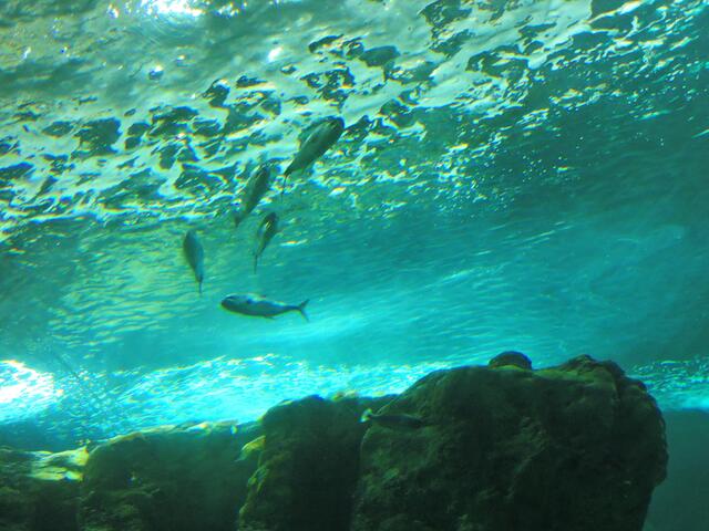 Riesige Aquarien !