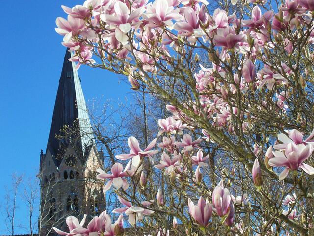 Magnolienblüten mit Kirchturm der Abteikirche Sankt Ottilien