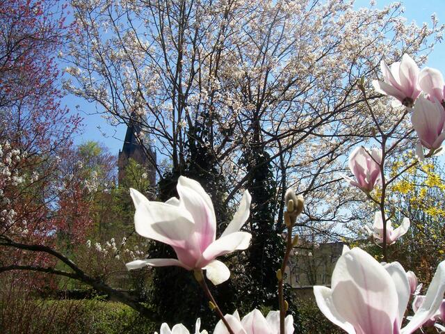 Leuchtende Magnolienblüten im Klosterdorf Sankt Ottilien, im Hintergrund der Kirchturm der Abteikirche