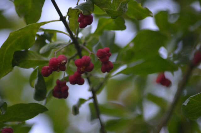 Sind wir Pfaffenhütchen?