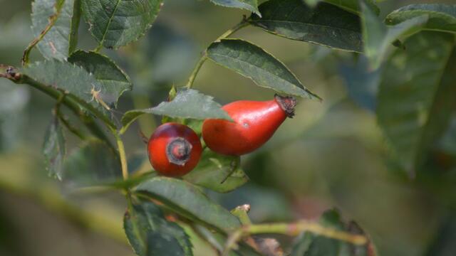 Die Hagebutten der Filzrose werden gerne als Juckepulver  genutzt.