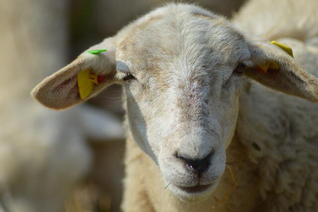 Wir halten dort das Gras kurz.