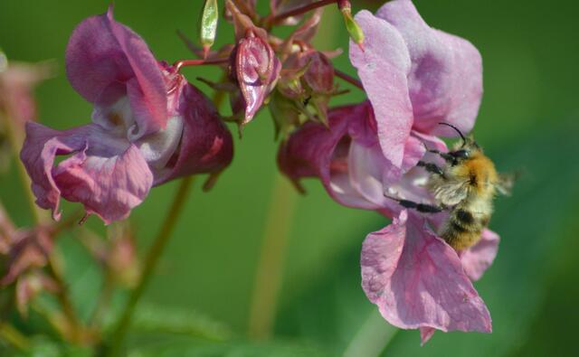 Das Springkraut (Bauernorchidee) hat Besuch.
