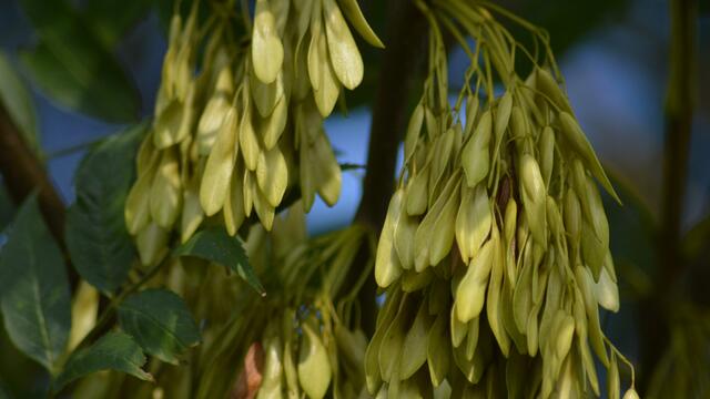 Deckblätter der Hainbuche