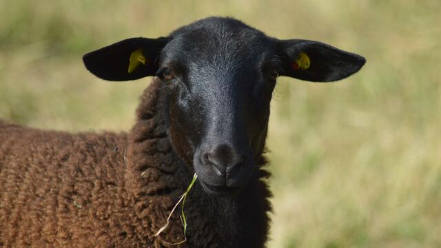 Es soll in Pattensen auch einige schwarze Schafe geben.
