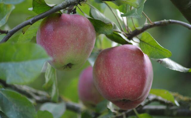 Ob die schon schmecken?