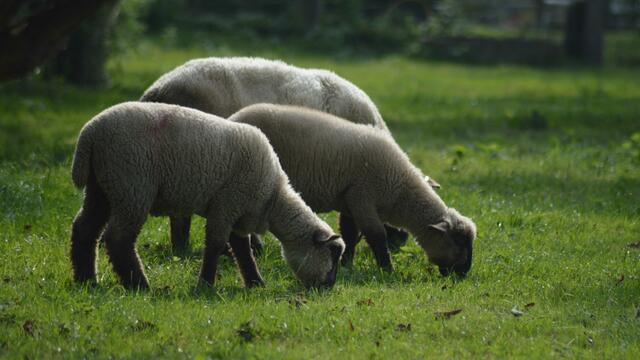 In der Streuobstwiese