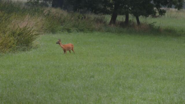 Mit etwas Glück sieht man auch mal ein Stück Rehwild.