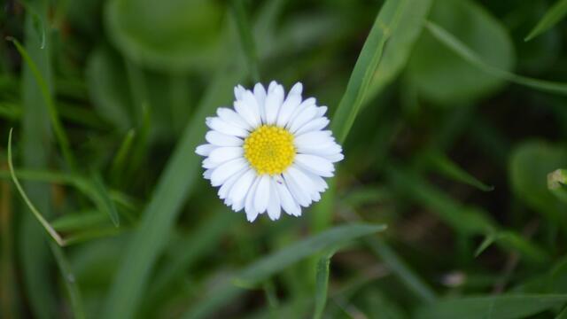 Ein einsames Gänseblümchenn
