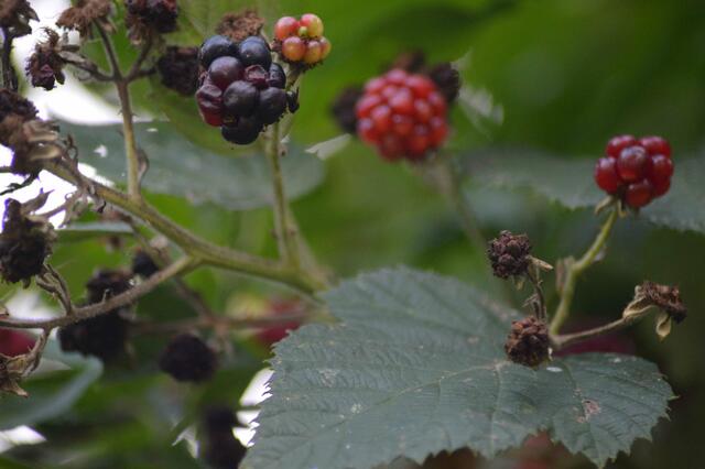 Naturbelassen wachsen dort viele Brombeeren.
