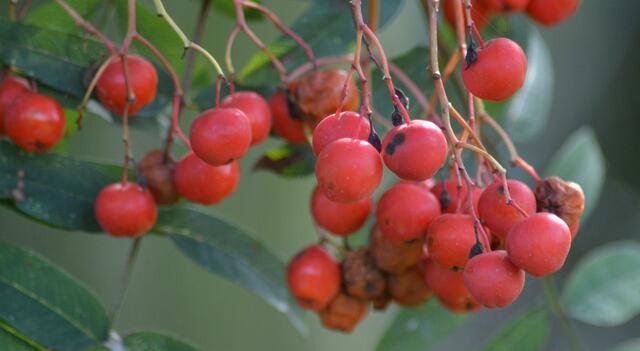 Eberesche mit Vogelbeeren