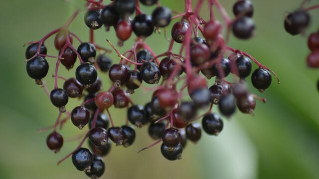 Der Holunder will gepflückt werden.
