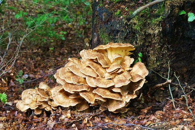 Pilze und wieder Pilze