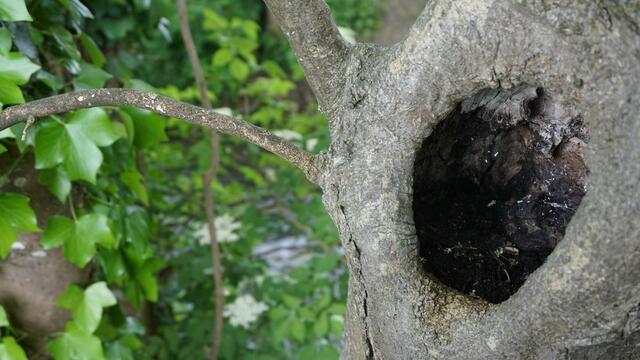Mystische Bilder von dem Füßchen Nau bei Leipheim
