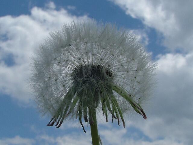 Pusteblume