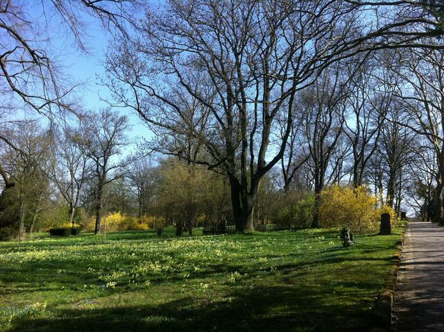 Scilla- und Schlüsselblumenblüte im Lindener Friedhof in Hannover