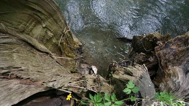 Mystische Bilder von dem Füßchen Nau bei Leipheim