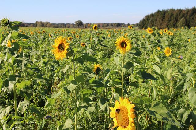 Sonnenblumen im Herbst Region Hannover Lehrte