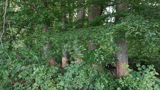 Mystische Bilder von dem Füßchen Nau bei Leipheim