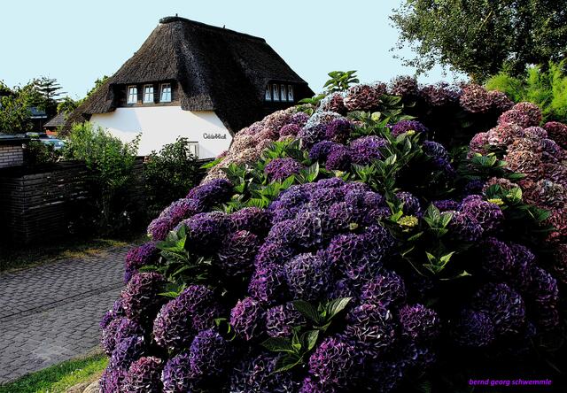 Reetbedecktes Haus auf Insel Amrum (Nordfriesische Inseln)