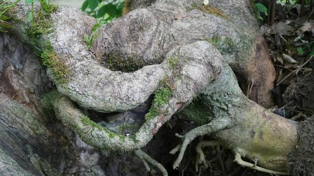 Mystische Bilder von dem Füßchen Nau bei Leipheim