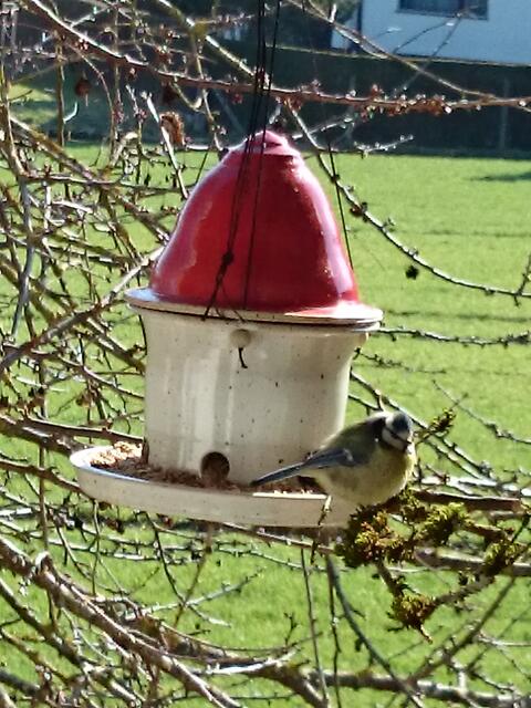 Besuch auf dem Balkon