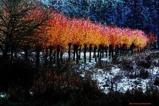 Weiden im Schnee