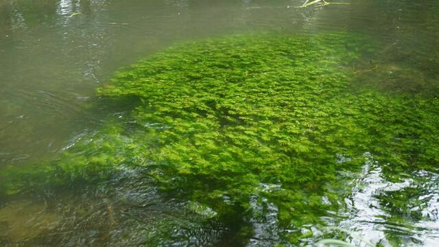 Mystische Bilder von dem Füßchen Nau bei Leipheim