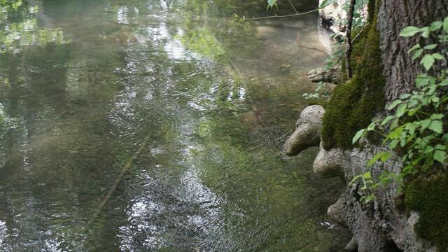 Mystische Bilder von dem Füßchen Nau bei Leipheim
