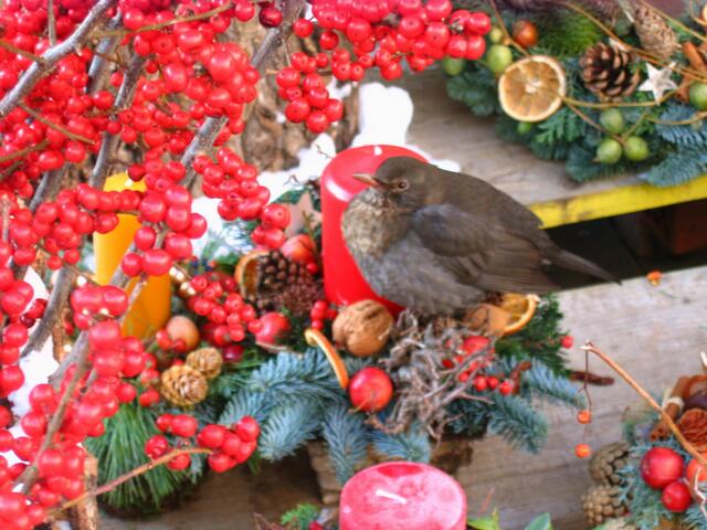Amsel im Schlaraffenland auf dem Stadtmarkt