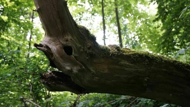 Mystische Bilder von dem Füßchen Nau bei Leipheim