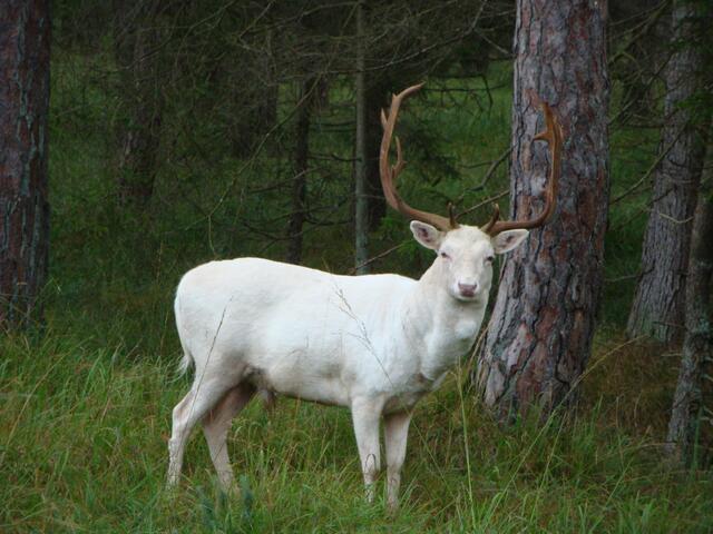 Weiße Schönheit im Königsbrunner Wald