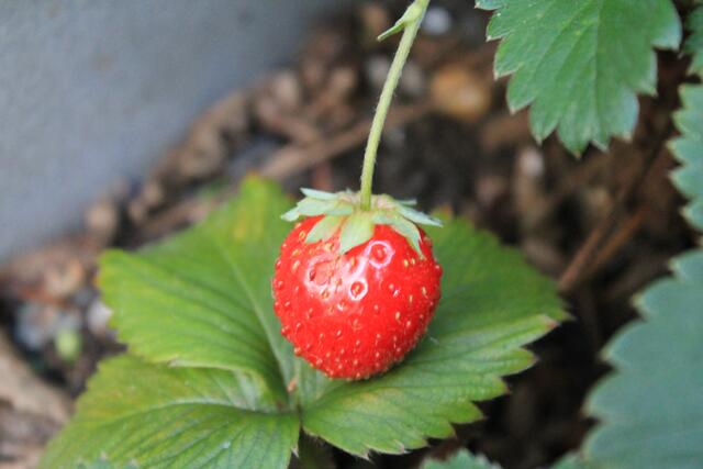 ...hat sich auch noch rausgewagt...