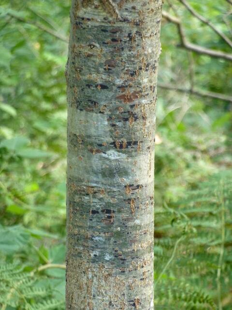 Im Schwimmenden Moor: Dieser Baumstamm lässt ein Birkengewächs vermuten.