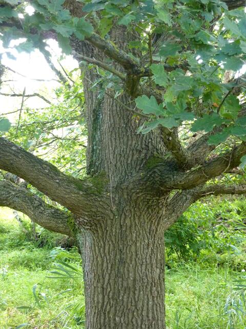 Diese typische Eiche wächst nicht weit von der Eichenbirke oder Birkeneiche.