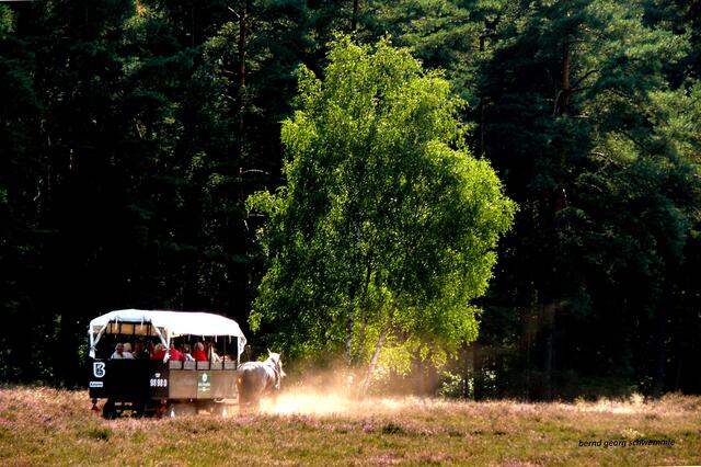 Ausflug mit dem Pferdewagen