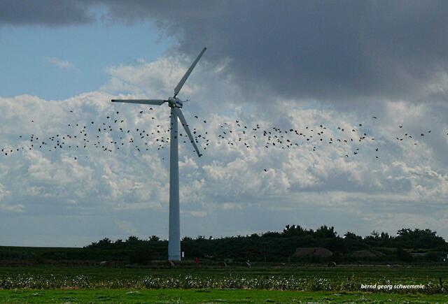 Vogelschwarm