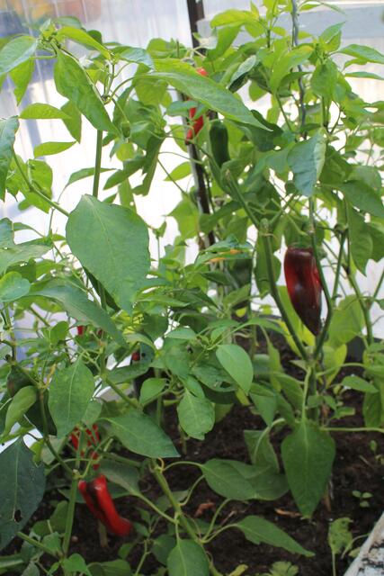 Ein "Schub" Paprika wächst auch noch nach...