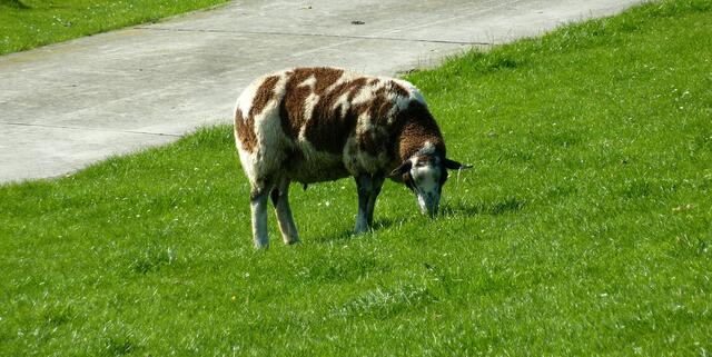 Interessante Schafrasse