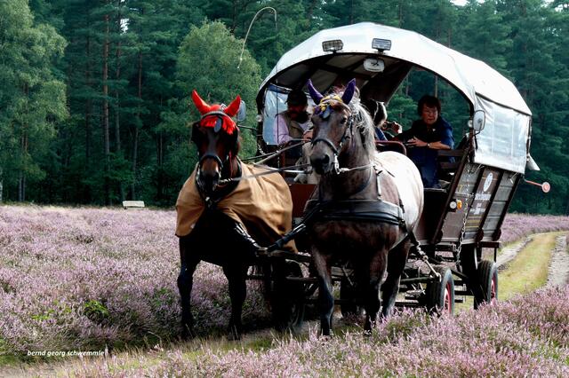 Ausflug in die Heide
