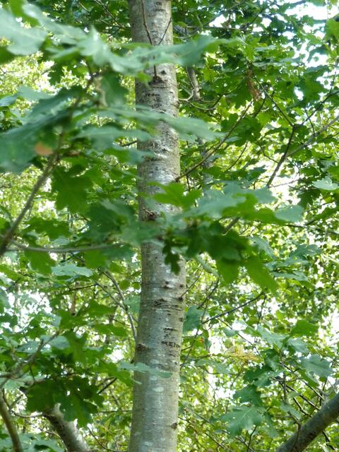 Er trägt aber Eichenblätter!