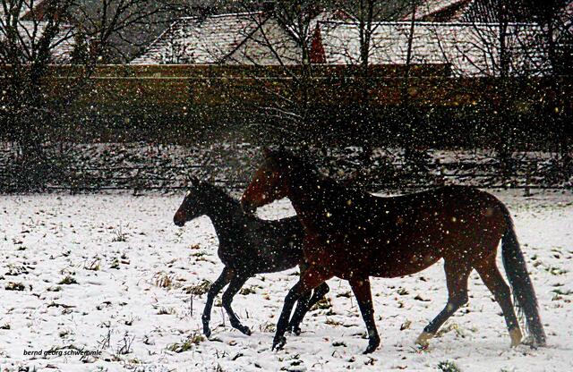 Fröhlicher Galopp