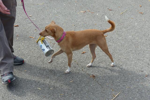Anne Koch zeigt, wie man Hunden kleine Tricks beibringt.....er hat sichtlich Angst vor dem Geklimper ..... aber brav apportiert er die Spendenbüchse