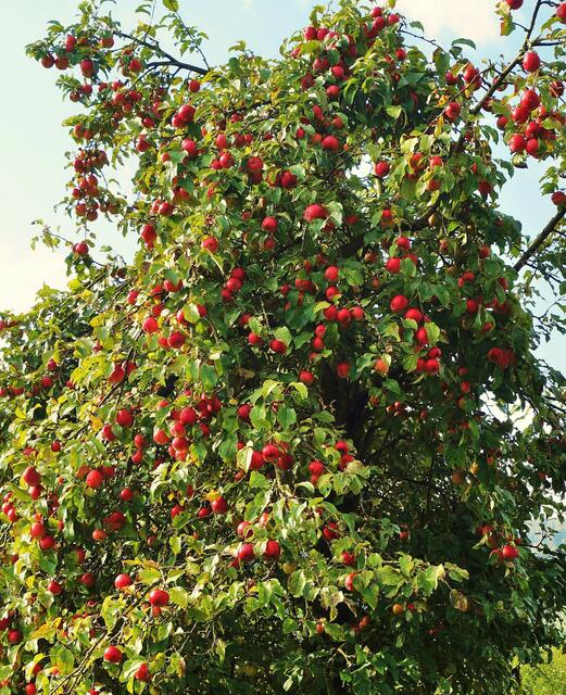 Überall reichlich Obst! Ob es wohl geerntet wird?