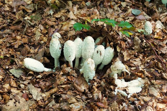 Pilze, ob sie schmecken?